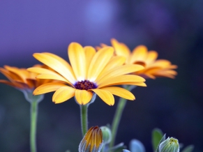 Rudbeckia Flowers