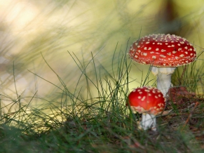 Small Mushrooms
