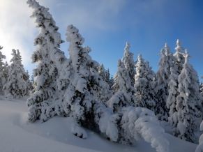 Snow Trees HDTV 1080p