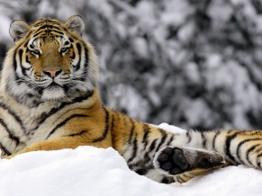 Tiger in Winter