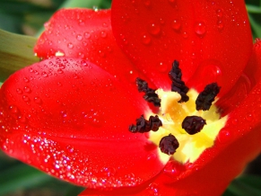 Ultra Red Flower