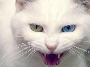Wild White Cat