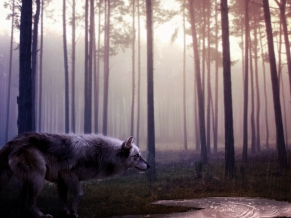 Wild Wolf