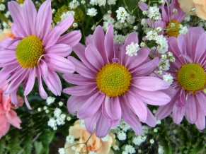 3 Pink Flowers