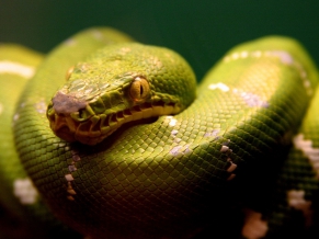 A Green Snake
