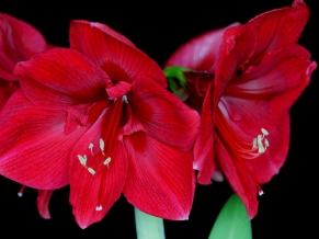 Amaryllis Blossoms