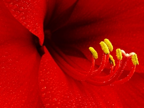 Amaryllis Flower