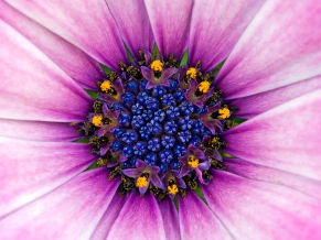 Amazing Purple Flower