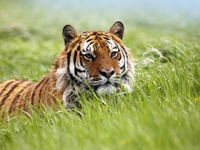 Amazing Siberian Tiger