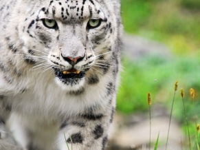 Amazing White Tiger