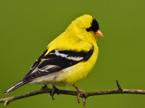 American Goldfinch