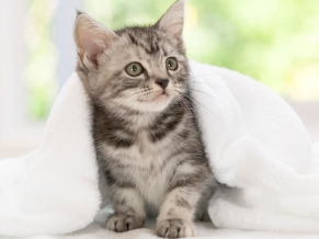 American Shorthair Kitten