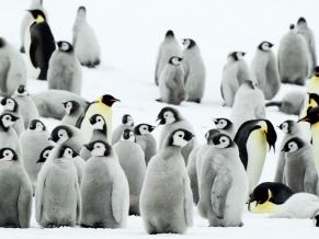 Antarctica Penguins