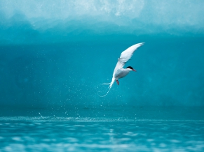 Arctic Tern