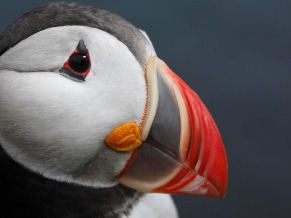 Atlantic Puffin