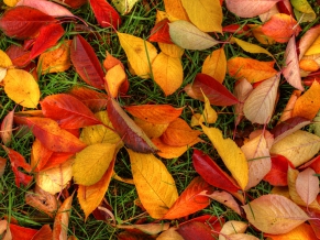 Autumn Leaves