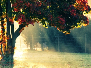 Autumn Morning