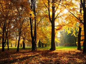 Autumn Season