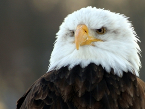 Bald Eagle HD Wide