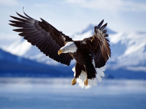 Bald Eagle in Flight Alaska