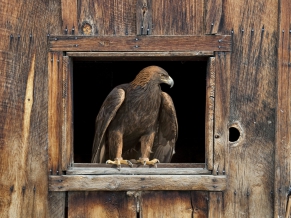 Barn Eagle