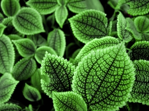 Beautiful Green Leaves