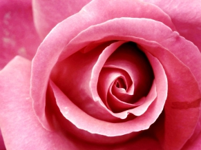 Beautiful Pink Rose