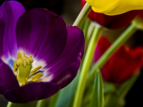 Beautiful Purple Flower