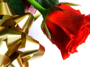 Beautiful Red Love Rose