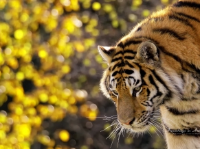 Beautiful Tiger