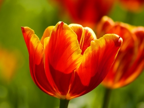 Beautiful Tulips