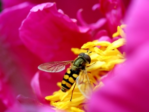 Bee & Flower in HD