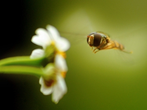 Bee on Flower
