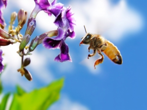 Bee on Flower Widescreen