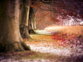 Beech Autumn Trees