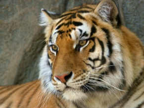 Bengal Tiger