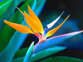 Bird of Paradise