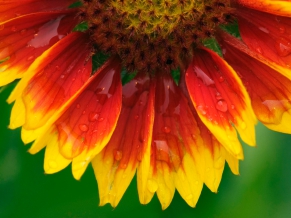 Blanket Flower