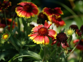 Blanket Flower 1