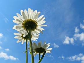 Blue Sky Daisies