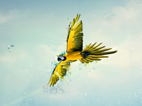 Born to Fly