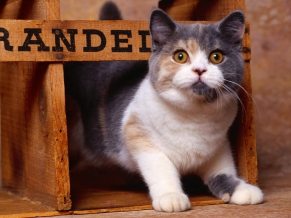 British Shorthair Dilute Calico