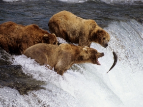 Brown Bears Alaska