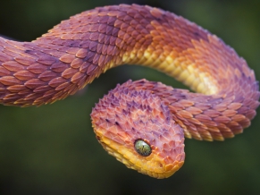 Bush Viper