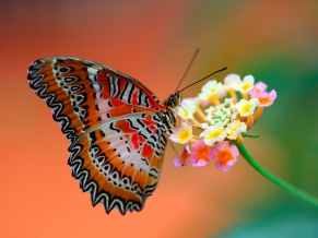 Butterfly on Flower