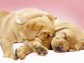 Canine Cuddles