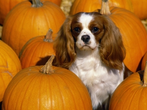 Cavalier King Charles Spaniel