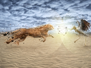 Cheetah Fight