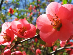 Cherry Flowers