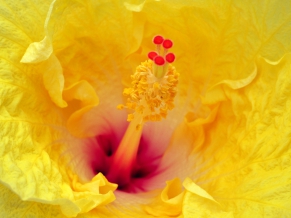 Chinese Rose